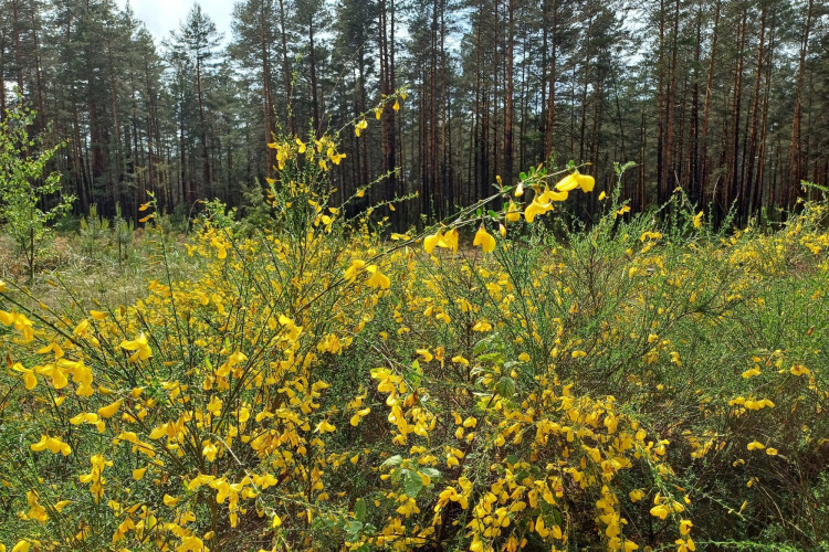 Zuikiakrumis.jpg