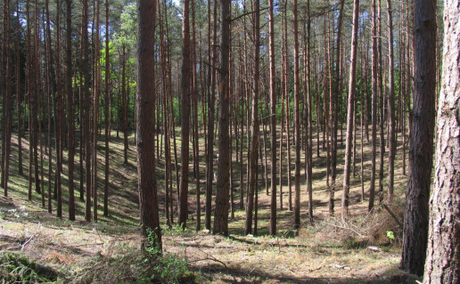 7_Vilku_duobe.jpg