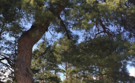 paveisieju_pusis.jpg